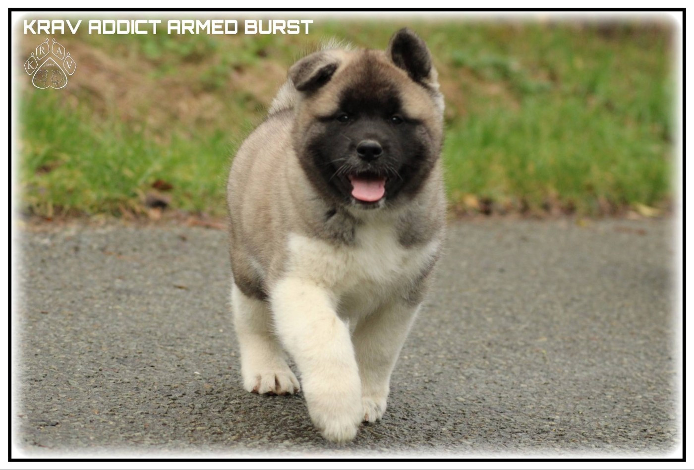 Krav Addict ARMED BURST