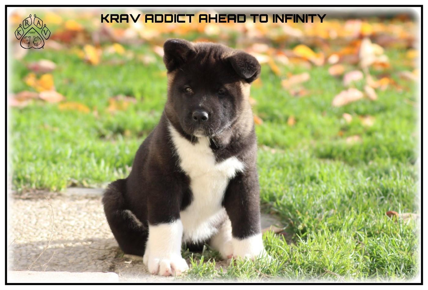Krav Addict AHEAD TO INFINITY