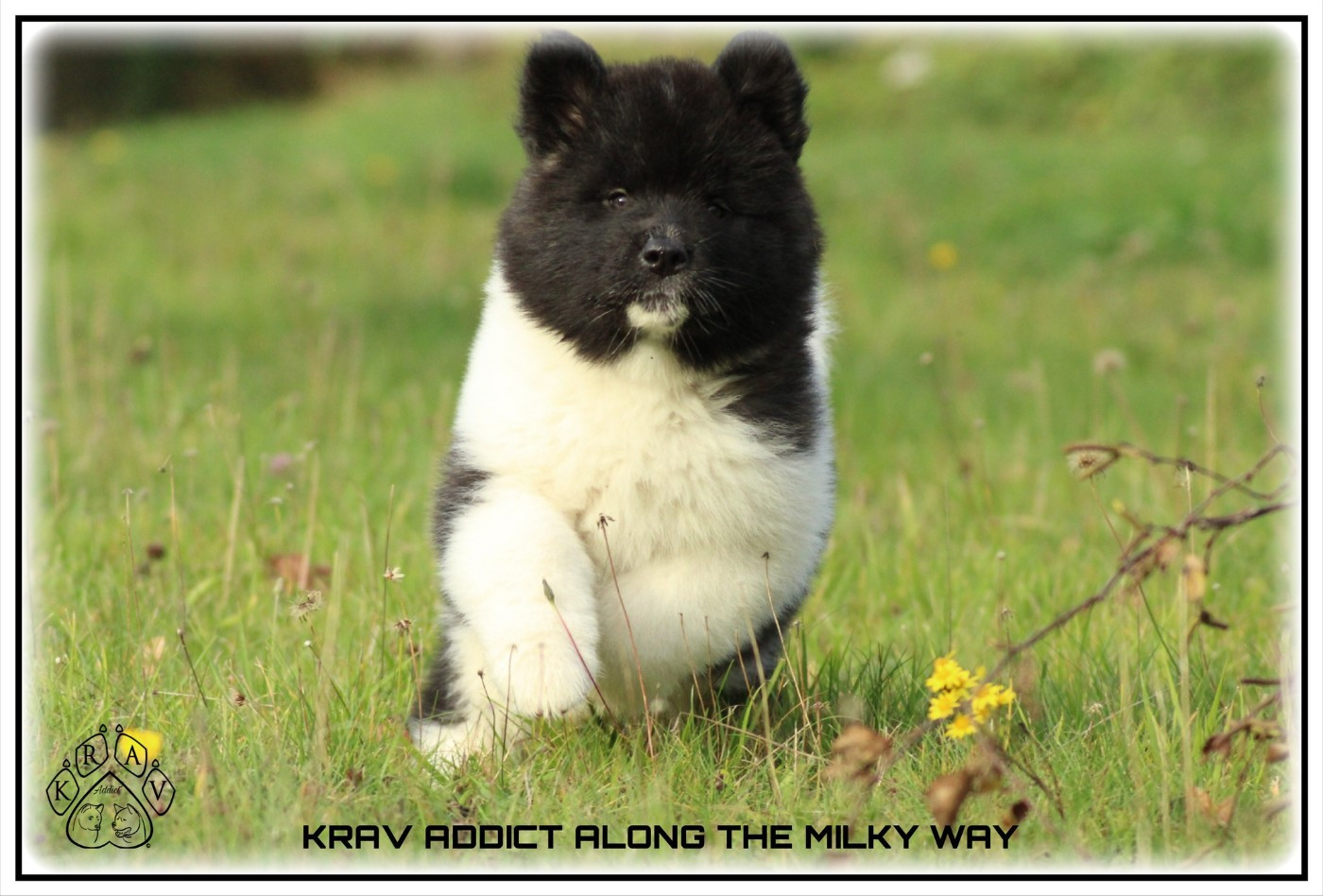 Krav Addict ALONG THE MILKY WAY