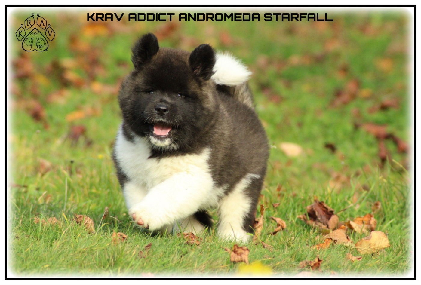 Krav Addict ANDROMEDA STARFALL