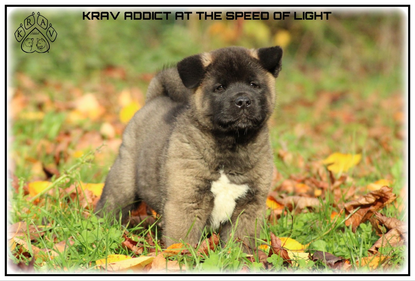 AT-SPEED-OF-LIGHT Krav Addict