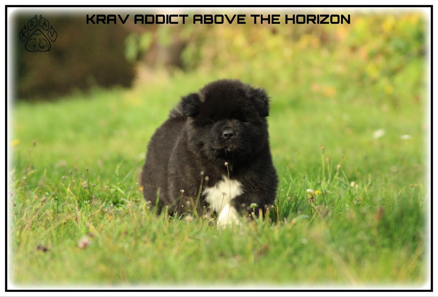 Krav Addict ABOVE THE HORIZON