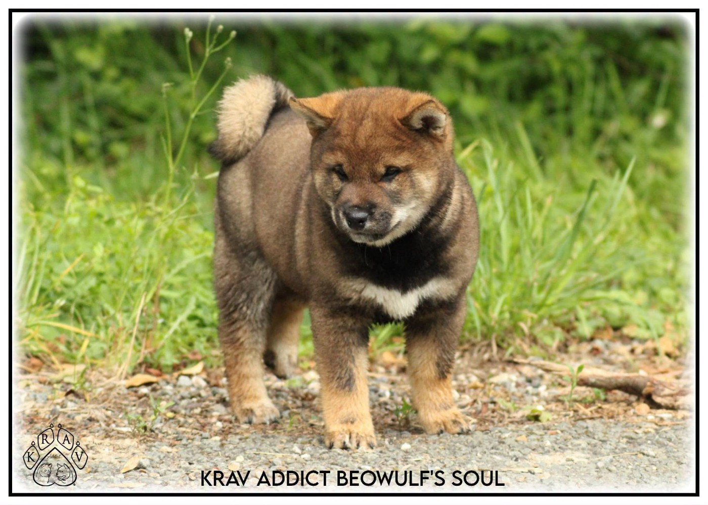 Krav Addict Beowulf's Soul