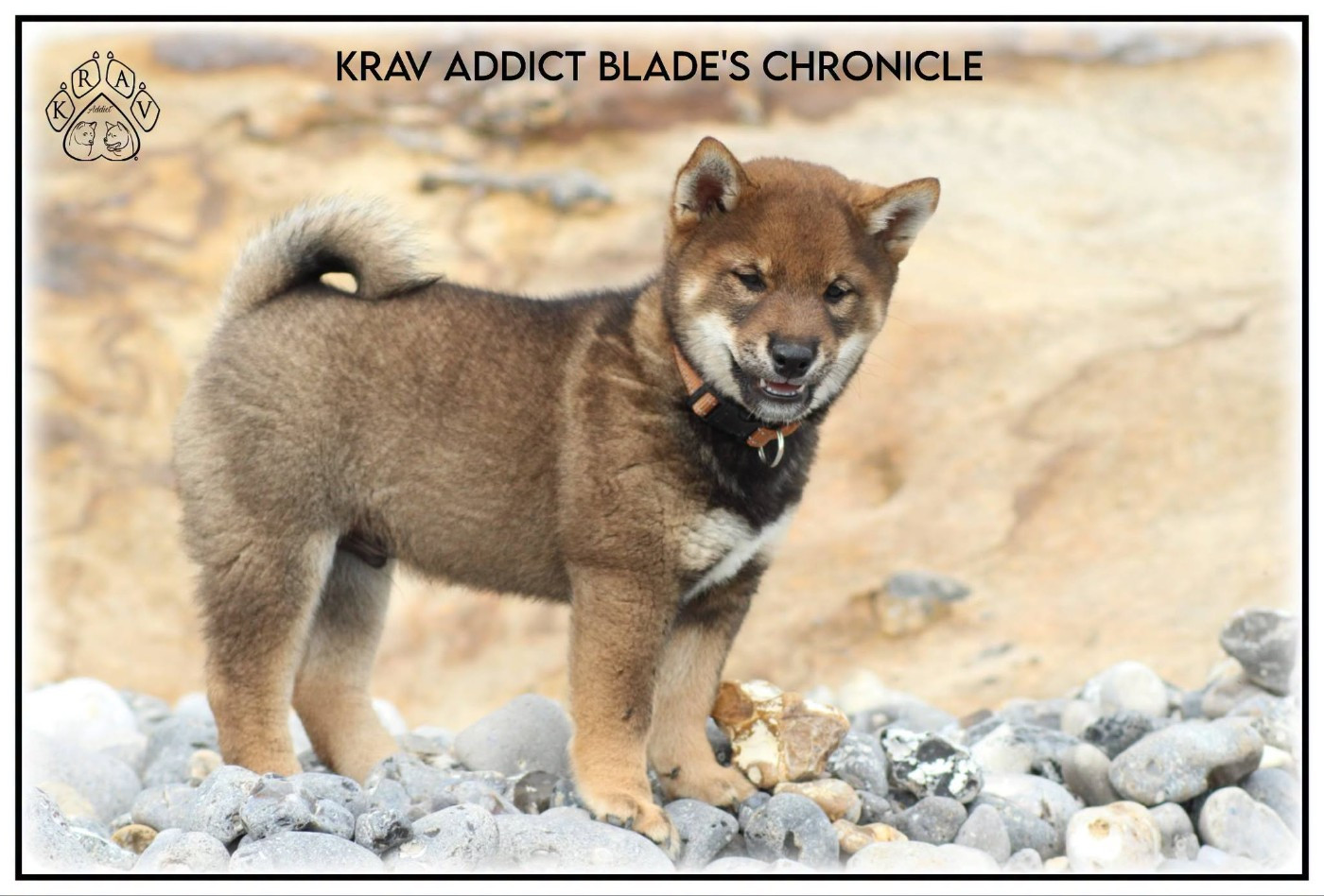 Krav Addict Blade's Chronicle