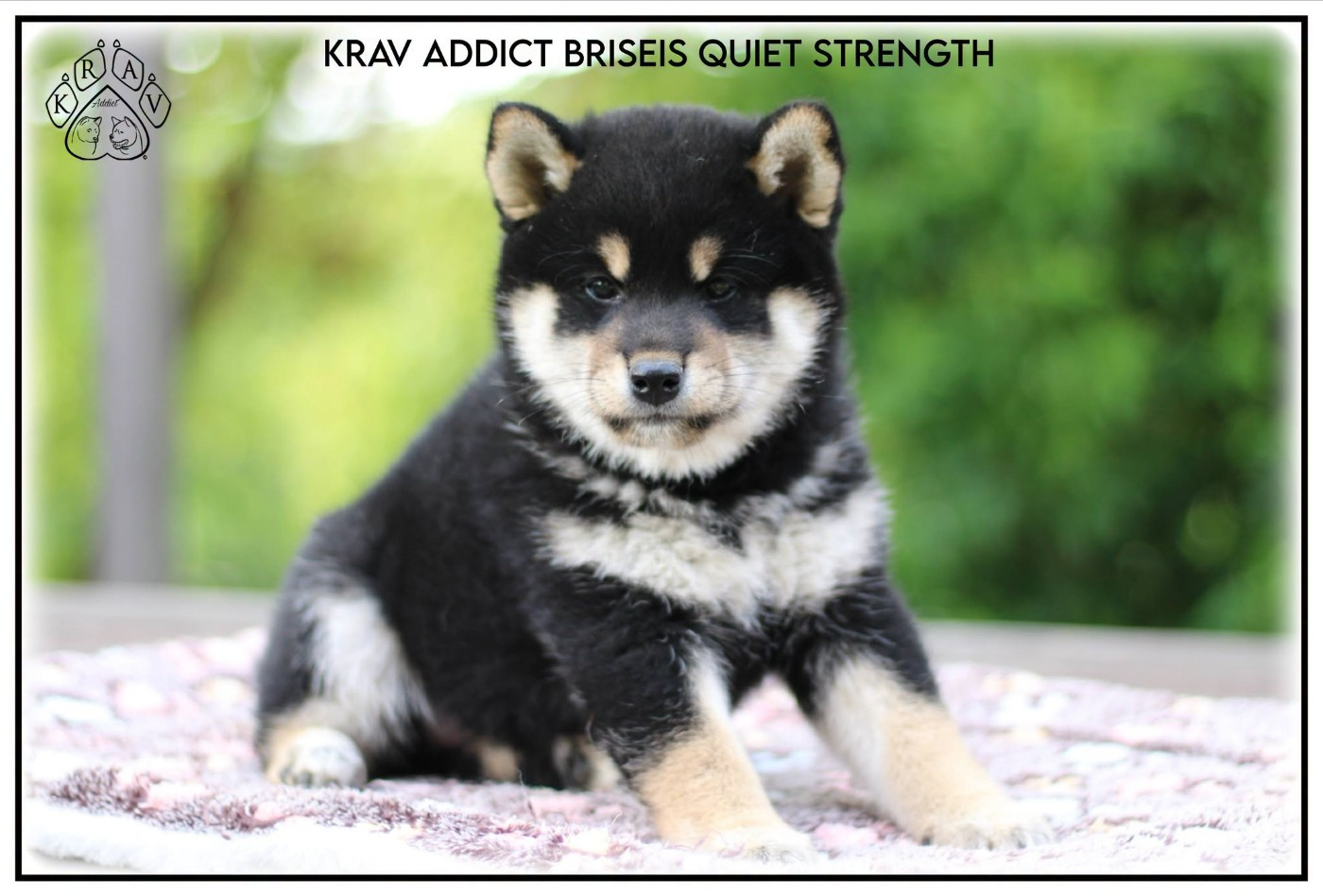 Krav Addict BRISEIS QUIET STRENGTH
