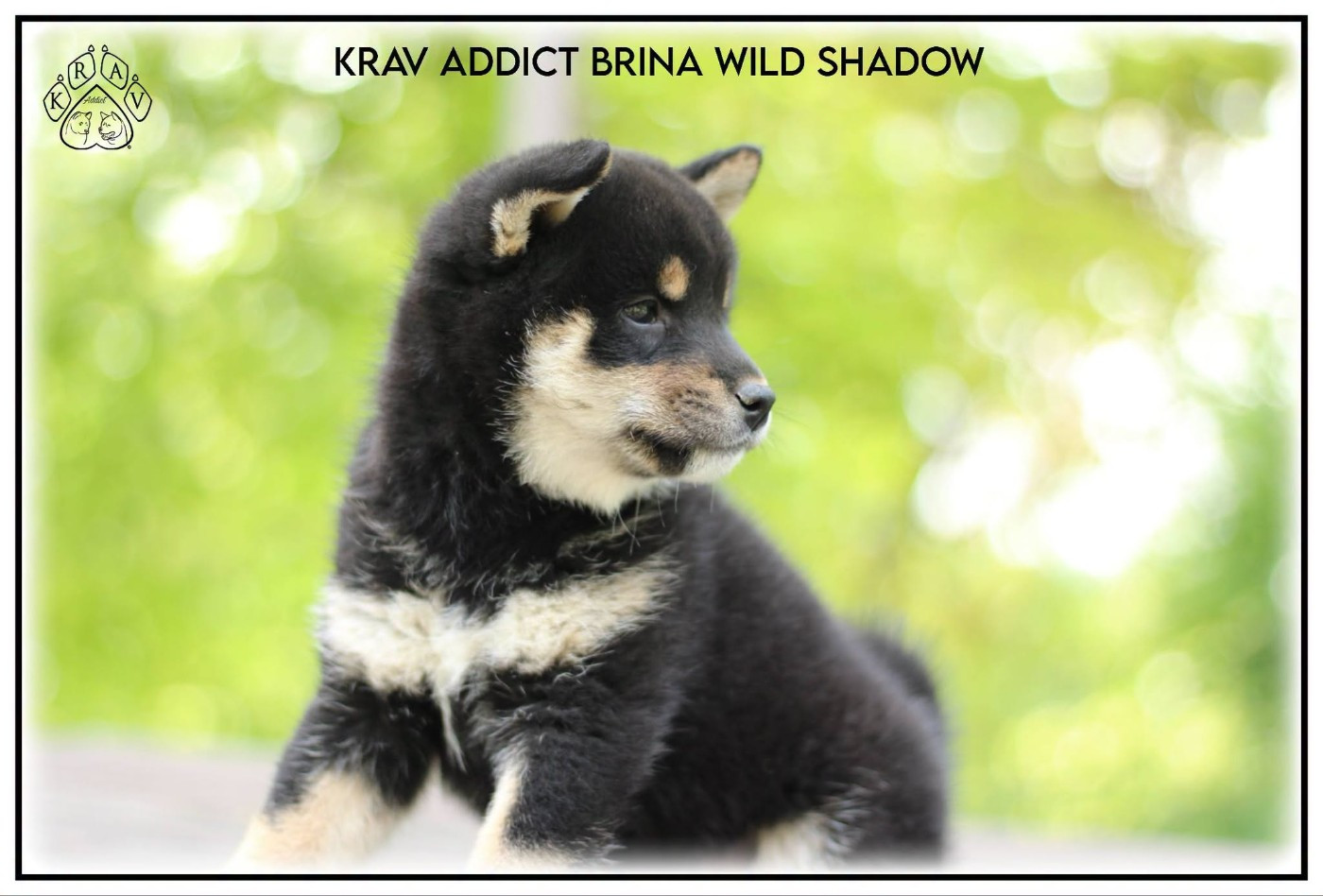 Krav Addict BRINA WILD SHADOW