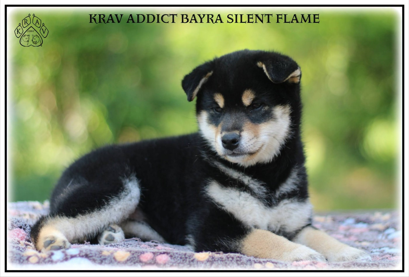 Krav Addict BAYRA SILENT FLAME
