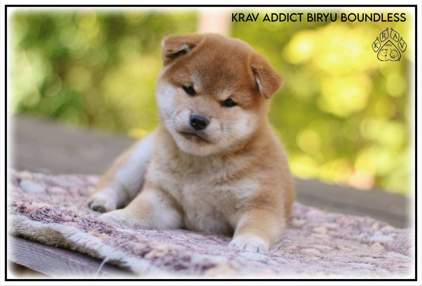 Krav Addict BIRYU BOUNDLESS