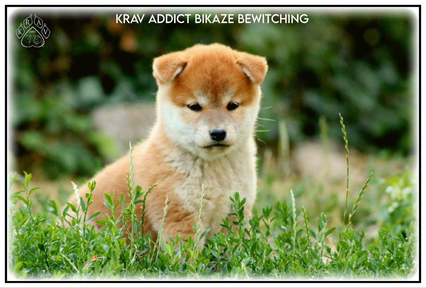 Krav Addict BIKAZE BEWITCHING