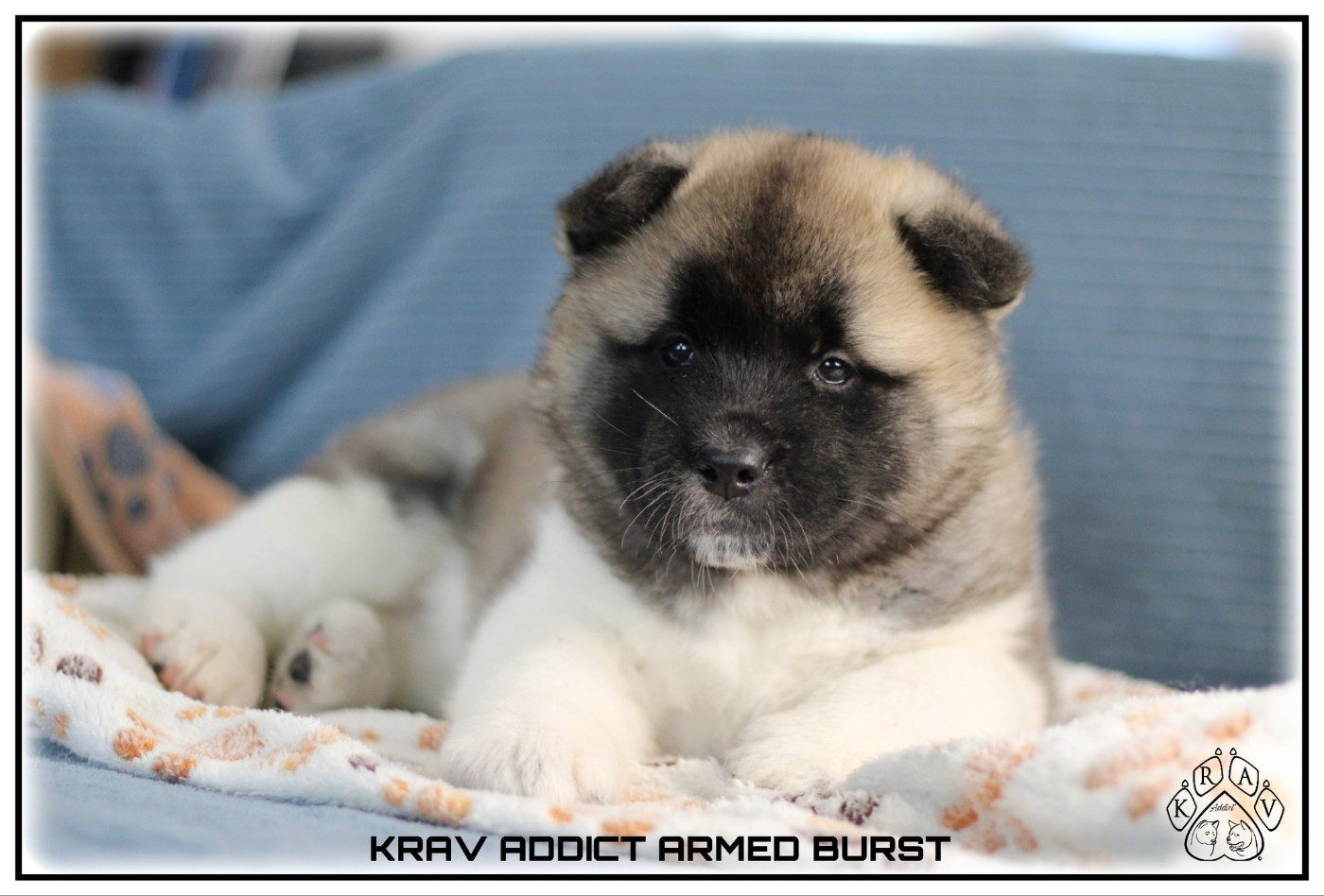 Nos dernières femelles DISPONIBLES