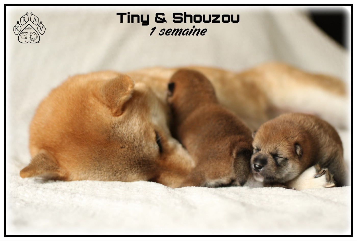 Nos prochaines portées de Shiba