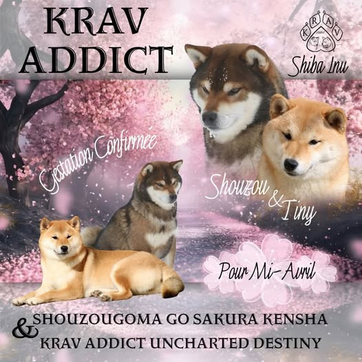 Nos premiers chiots 2026 sont en préparation