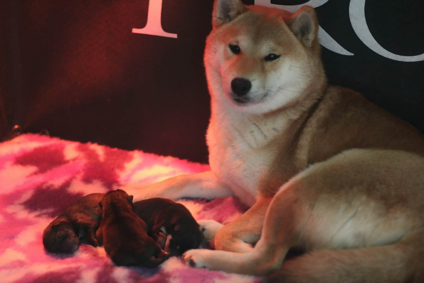 Nos premiers chiots 2026 sont nés