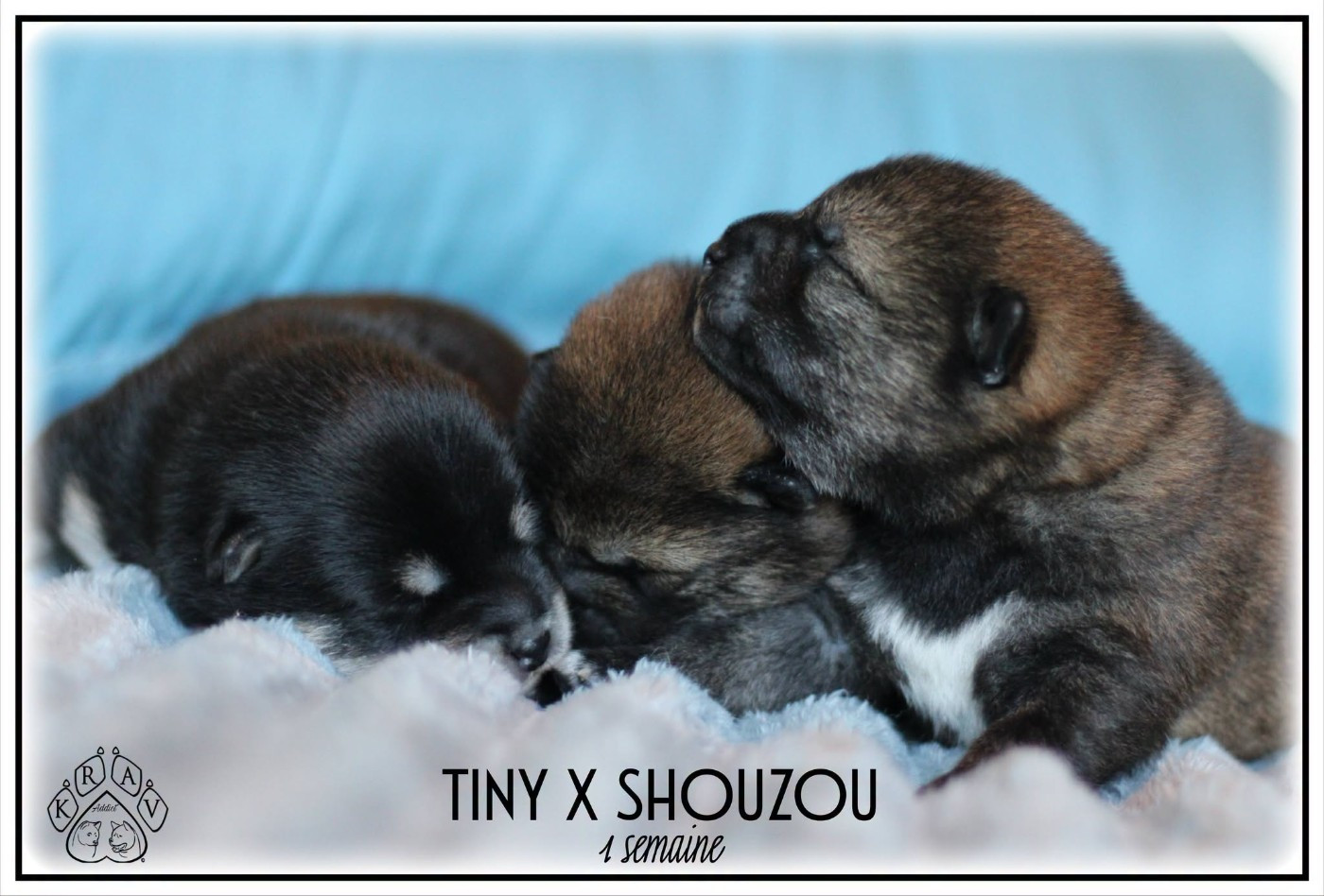 Déjà une semaine pour nos petits Shiba