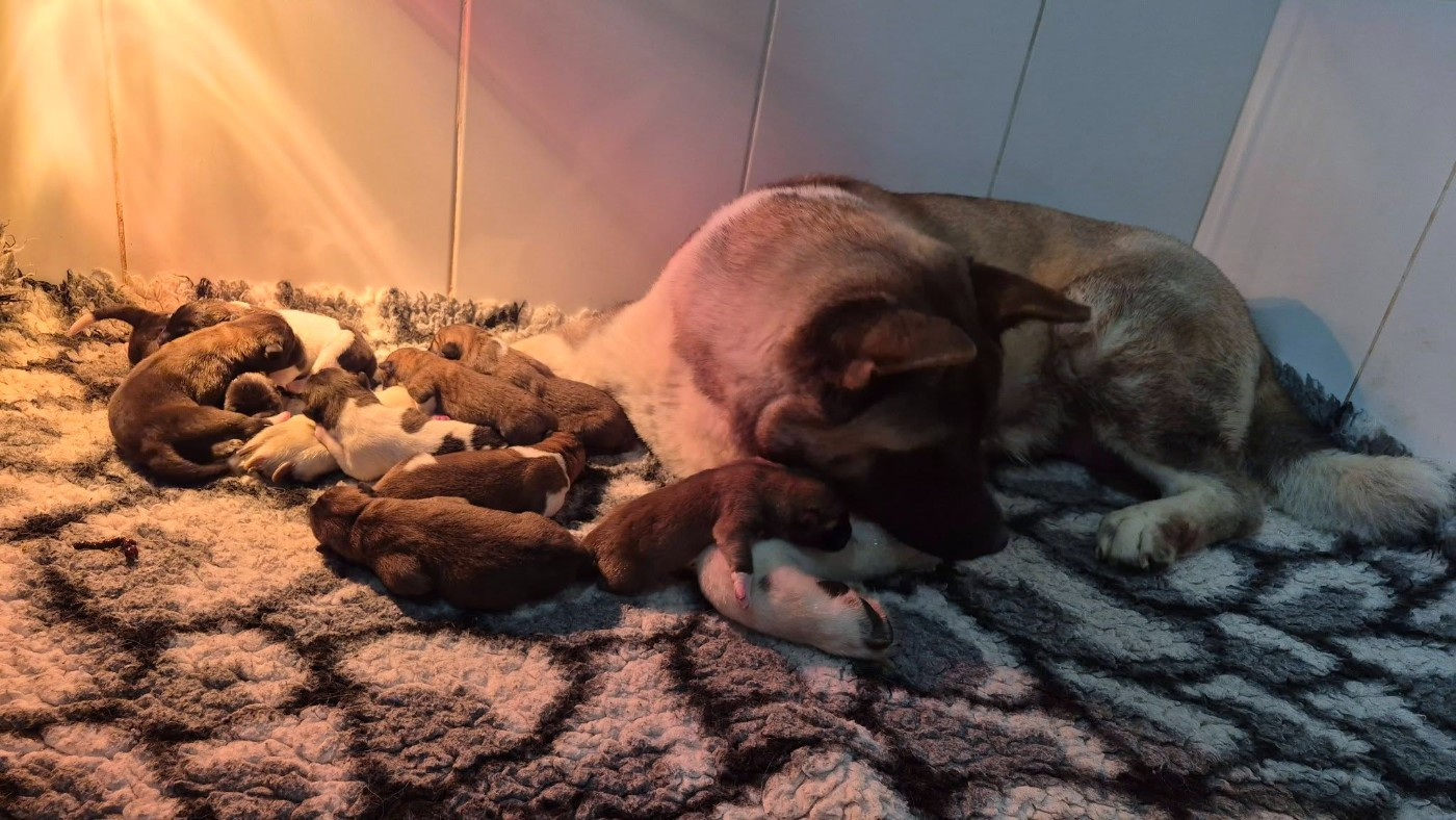 Naissances de 9 chiots Akita Américain