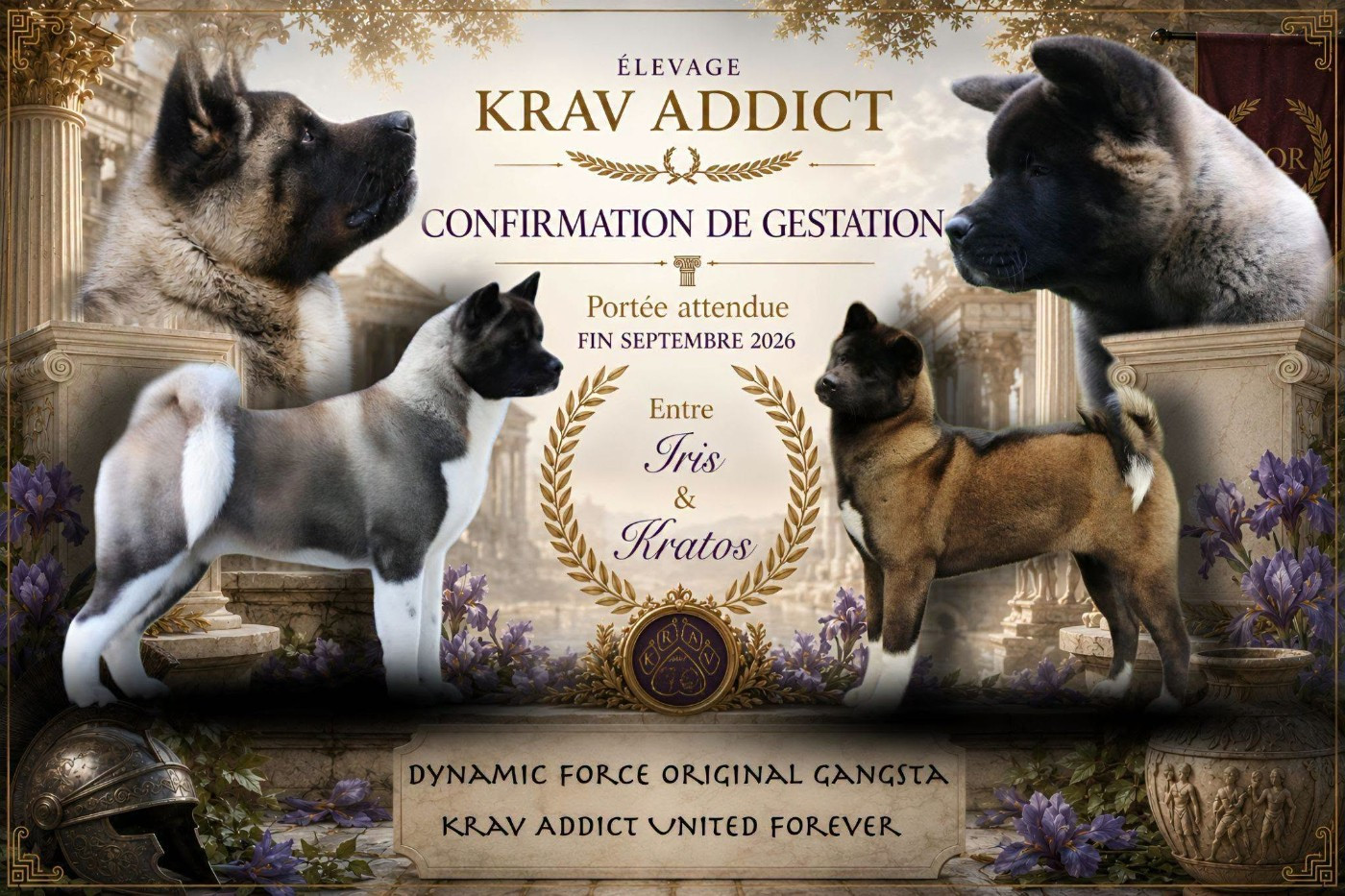 Krav Addict - Iris et Kratos, chiots en formations