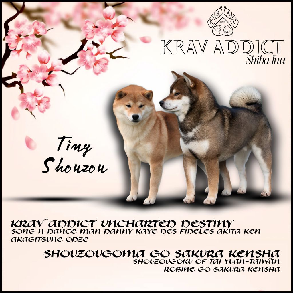 TINY X SHOUZOU 26.09.2025