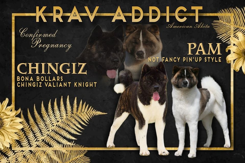 Pam x Chingiz 17/03/2024