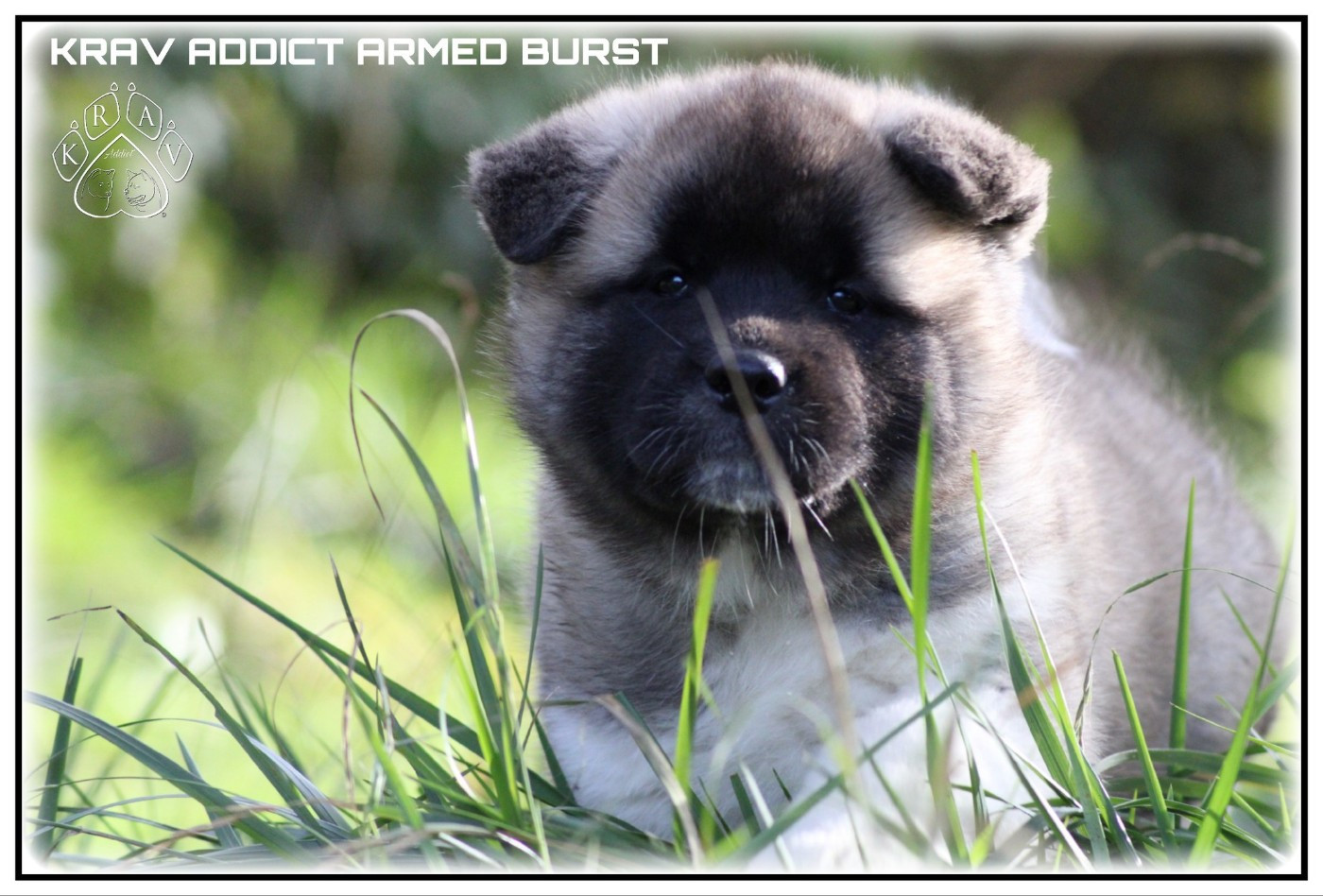 Krav Addict - Chiots disponibles - Akita americain
