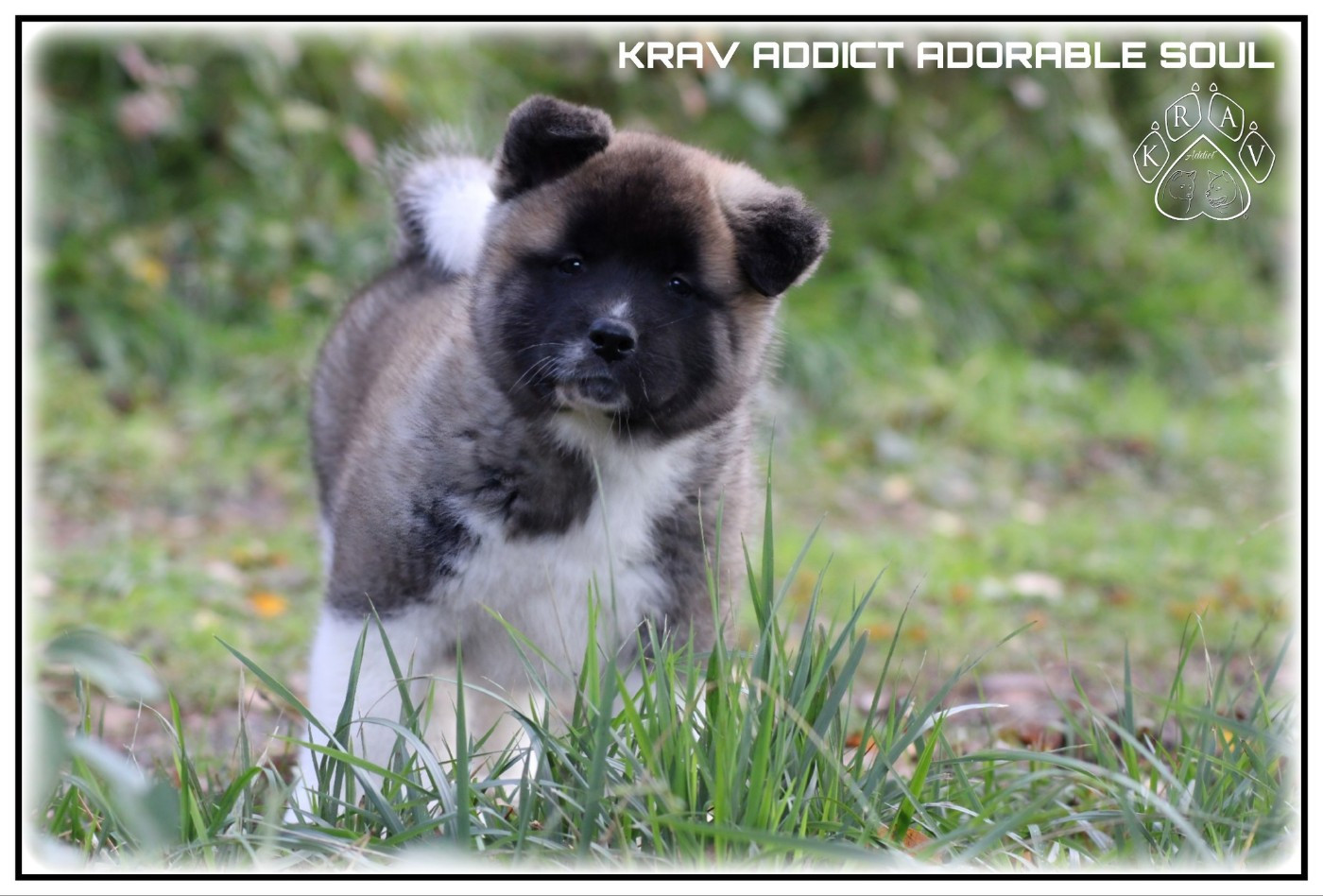 Krav Addict - Chiots disponibles - Akita americain
