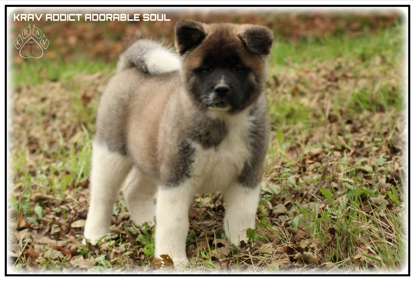 Krav Addict - Chiots disponibles - Akita americain