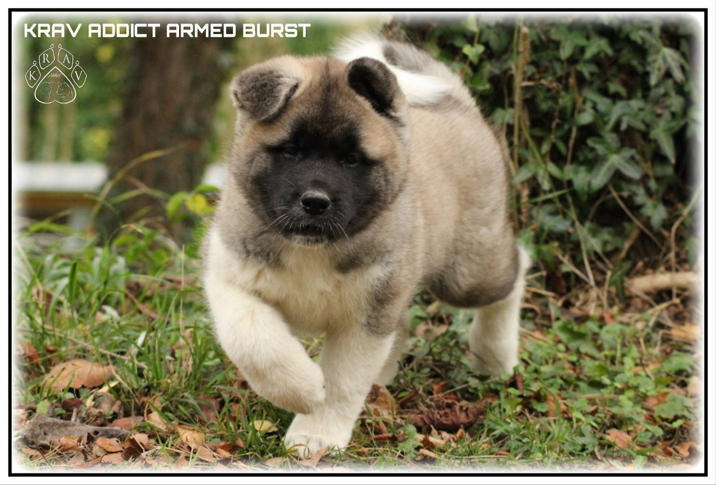 Krav Addict - Chiots disponibles - Akita americain