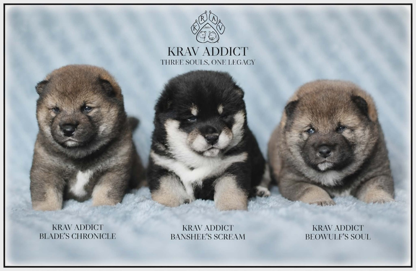 Krav Addict - Shiba - Portée née le 12/04/2026