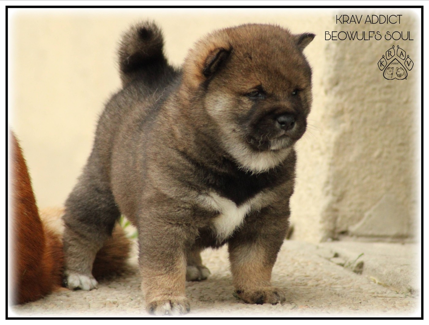 Krav Addict - Chiots disponibles - Shiba