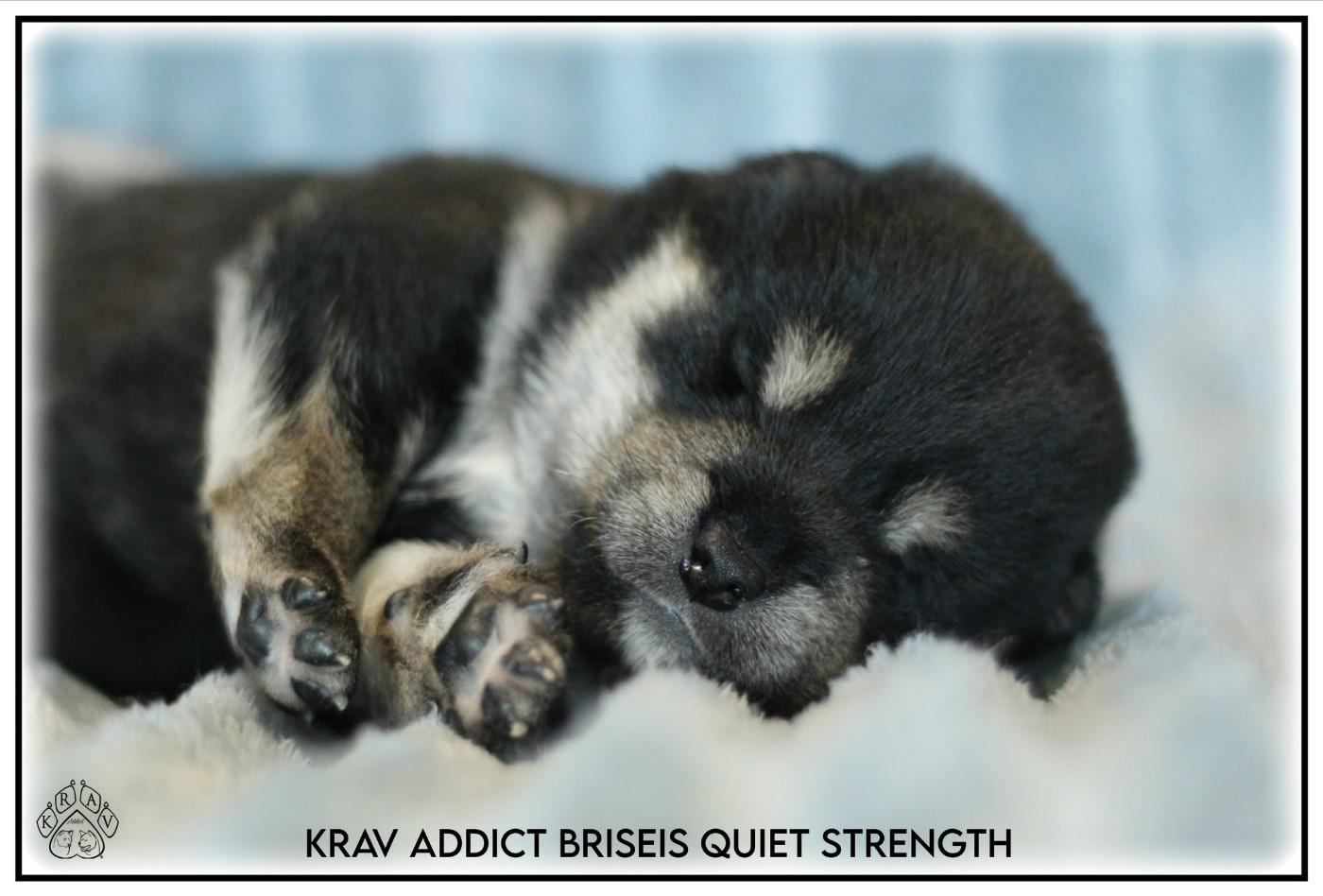 Krav Addict - Chiots disponibles - Shiba