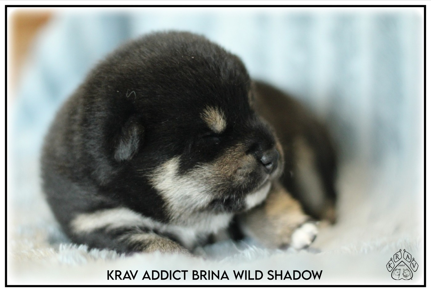Krav Addict - Chiots disponibles - Shiba
