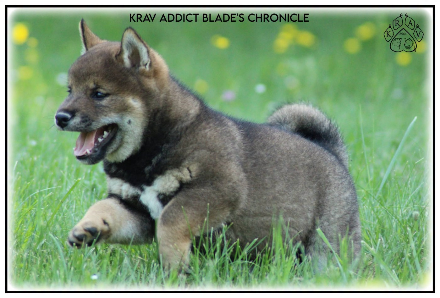 Krav Addict - Chiots disponibles - Shiba