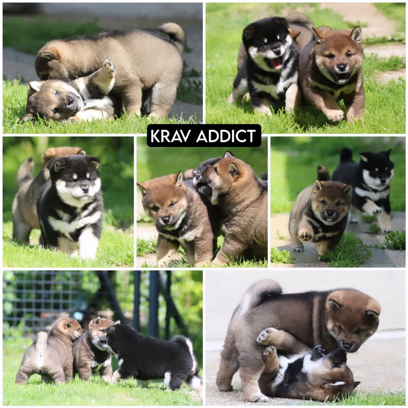 Krav Addict - Shiba - Portée née le 12/04/2026