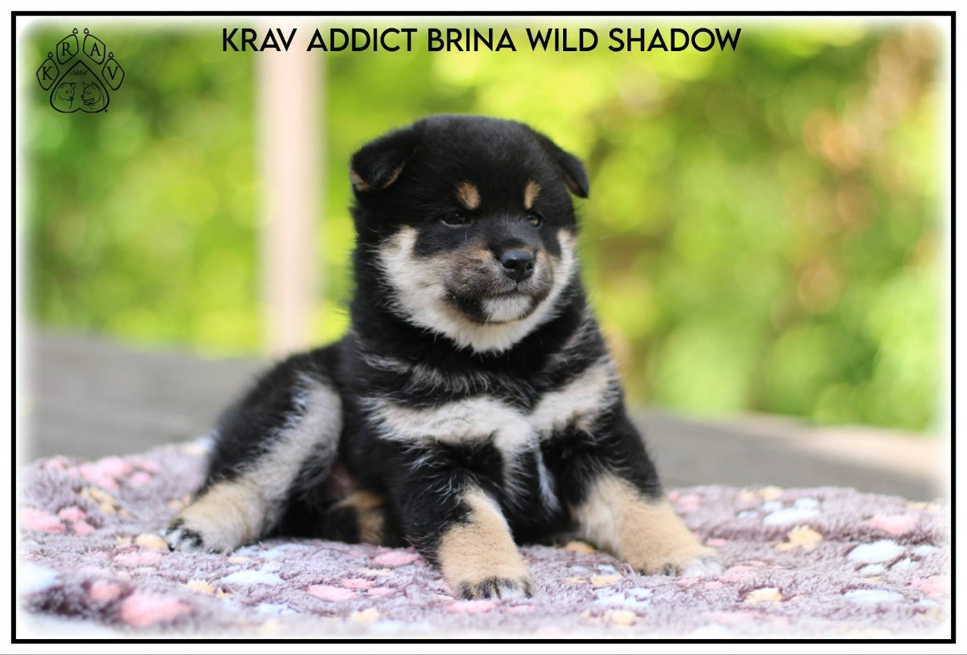Krav Addict - Chiots disponibles - Shiba
