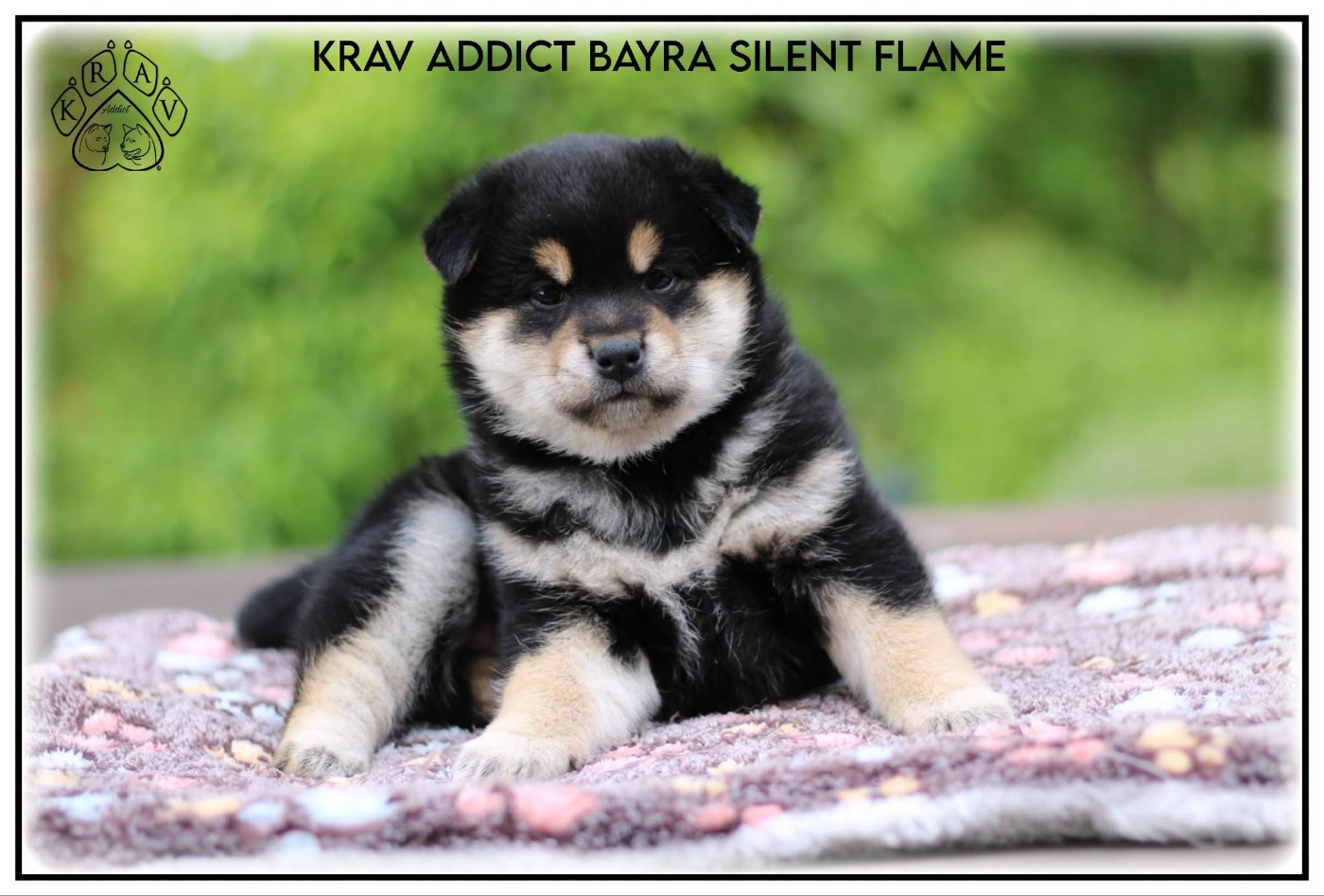 Krav Addict - Chiots disponibles - Shiba