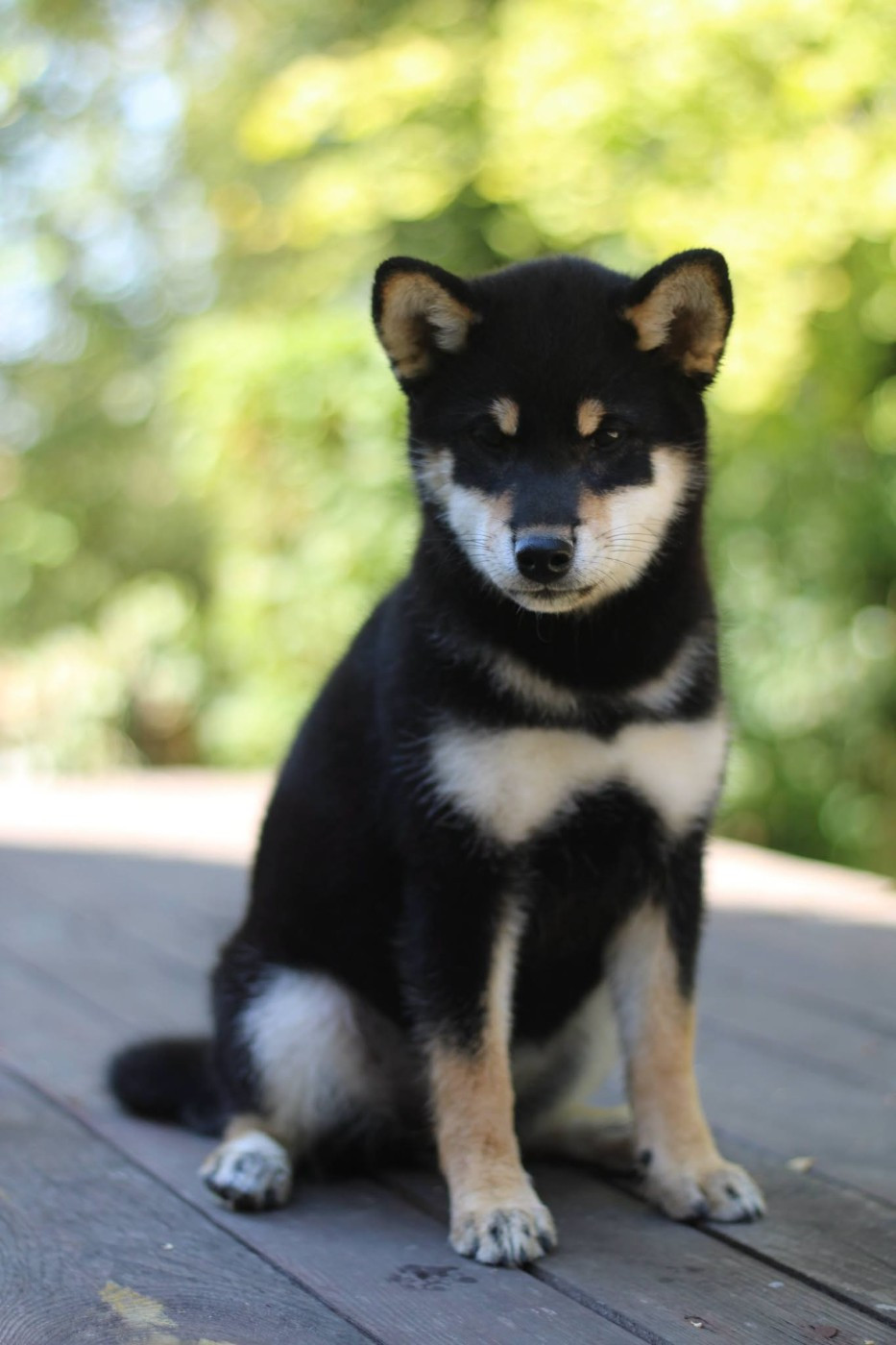 Krav Addict - Chiots disponibles - Shiba