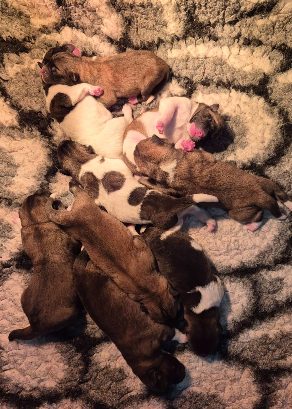 Krav Addict - Chiots disponibles - Akita americain