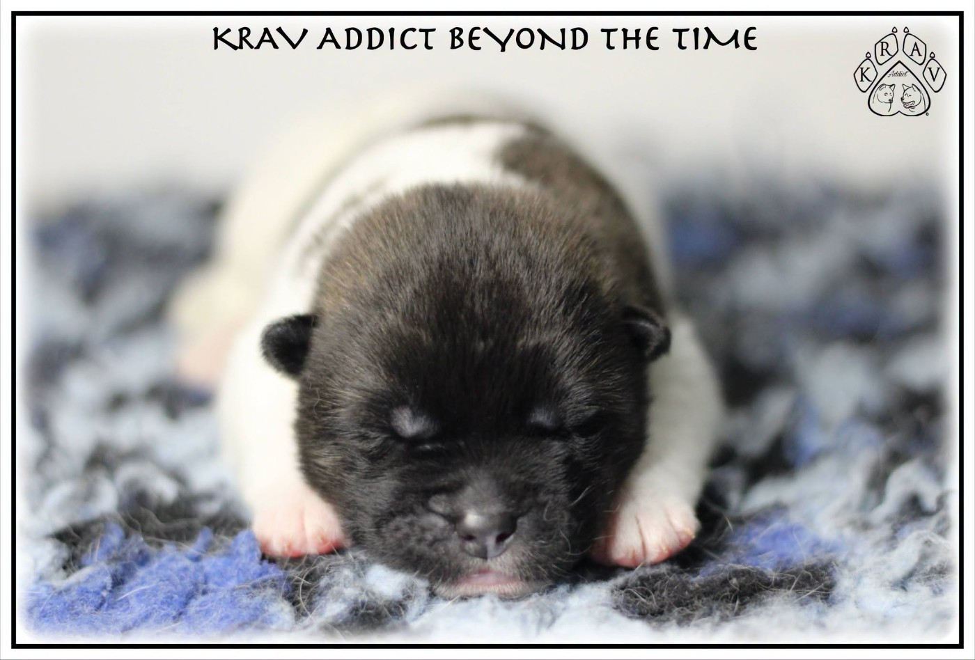 Krav Addict - Chiots disponibles - Akita americain