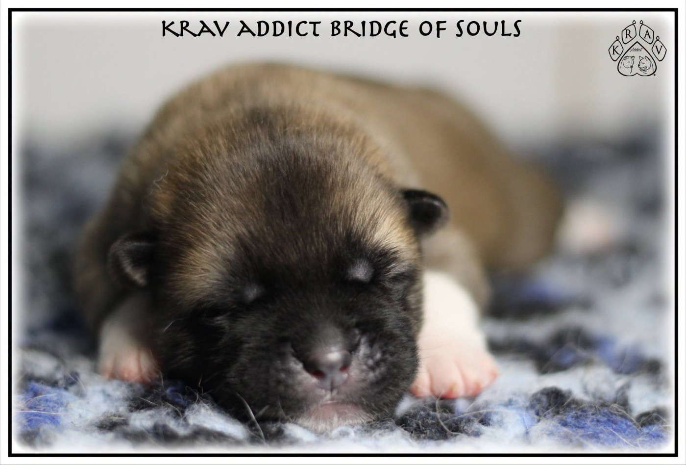 Krav Addict - Chiots disponibles - Akita americain