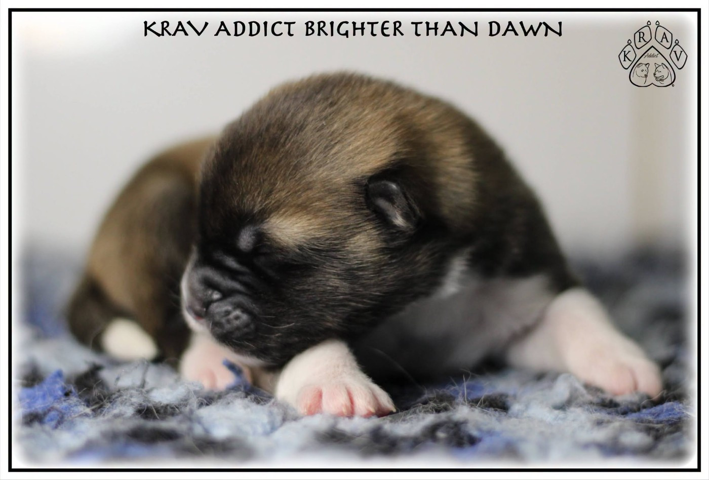 BRIGHTER THAN DAWN