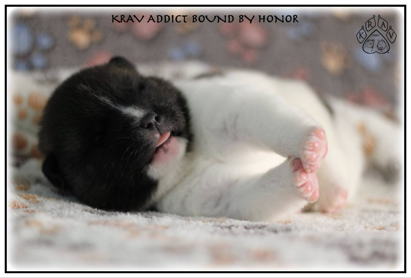Krav Addict - Chiots disponibles - Akita americain