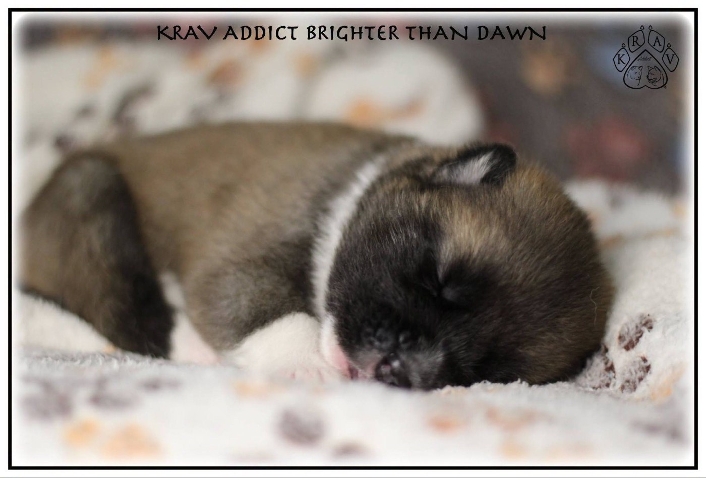 Krav Addict - Chiots disponibles - Akita americain