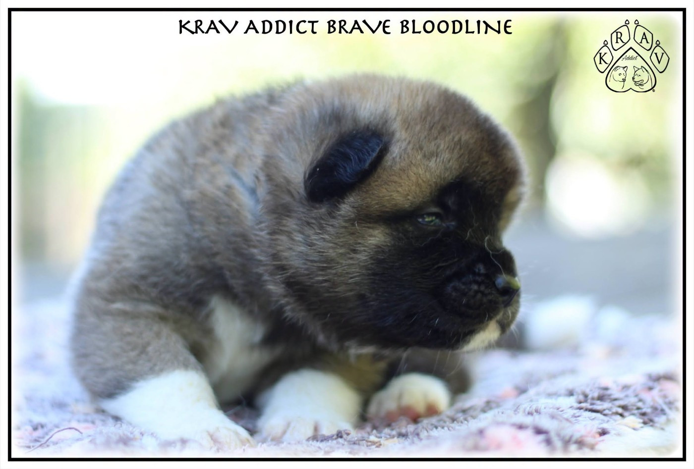 Krav Addict - Chiots disponibles - Akita americain