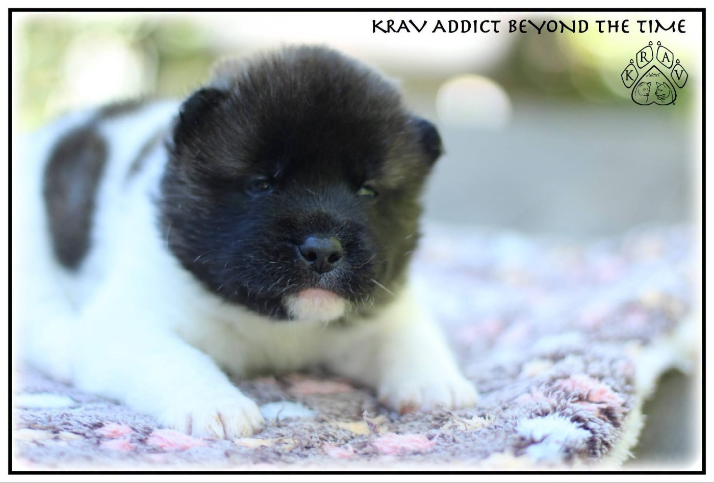 Krav Addict - Chiots disponibles - Akita americain