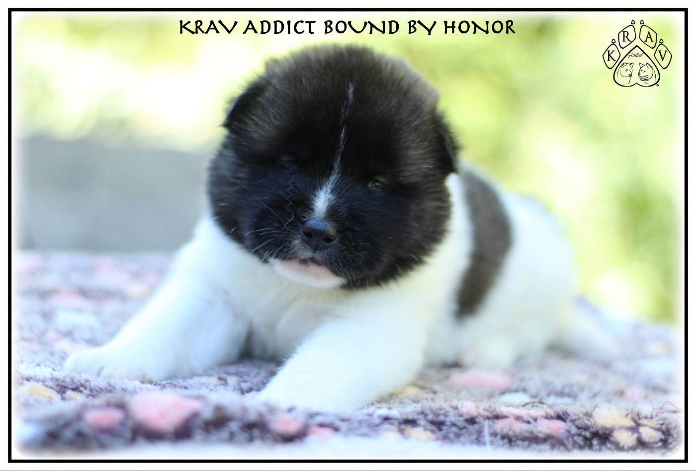 Krav Addict - Chiots disponibles - Akita americain