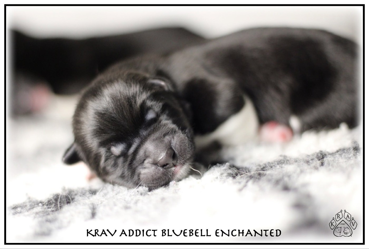 Krav Addict - Chiots disponibles - Akita americain
