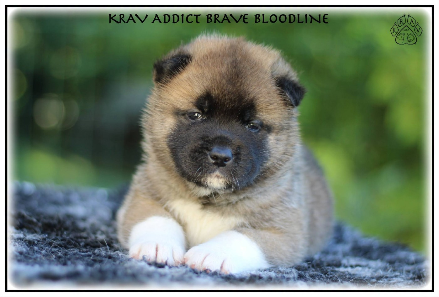 Krav Addict - Chiots disponibles - Akita americain