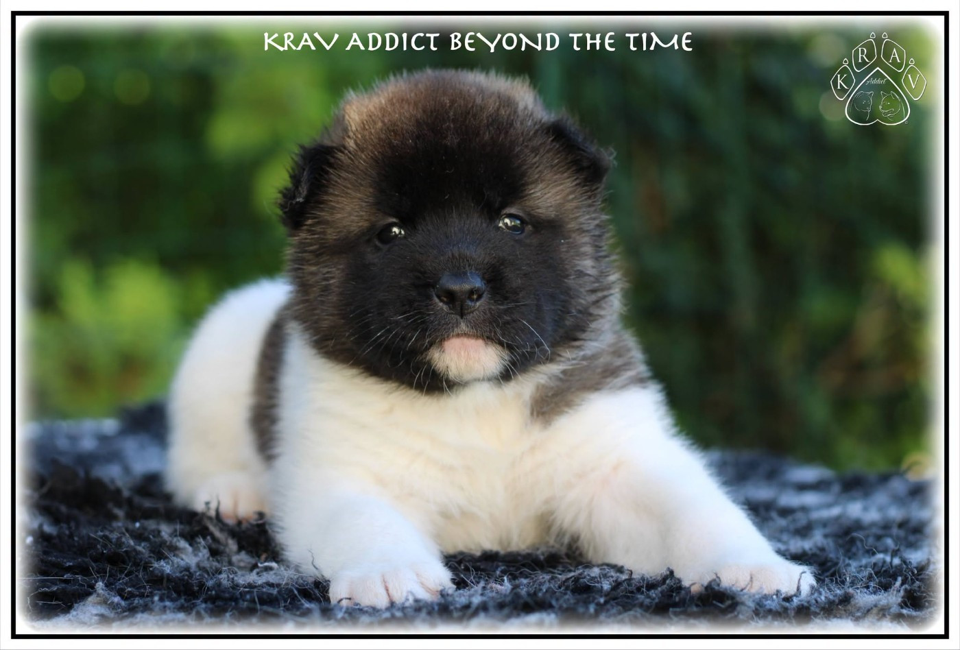 Krav Addict - Chiots disponibles - Akita americain