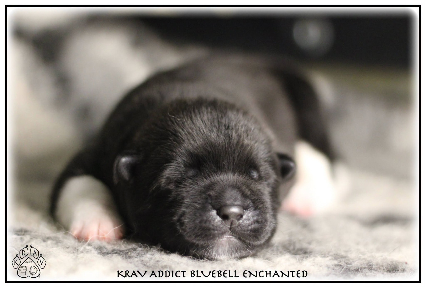 Krav Addict - Chiots disponibles - Akita americain