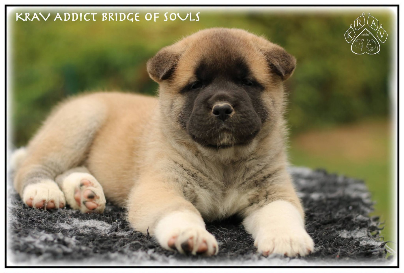 Krav Addict - Chiots disponibles - Akita americain