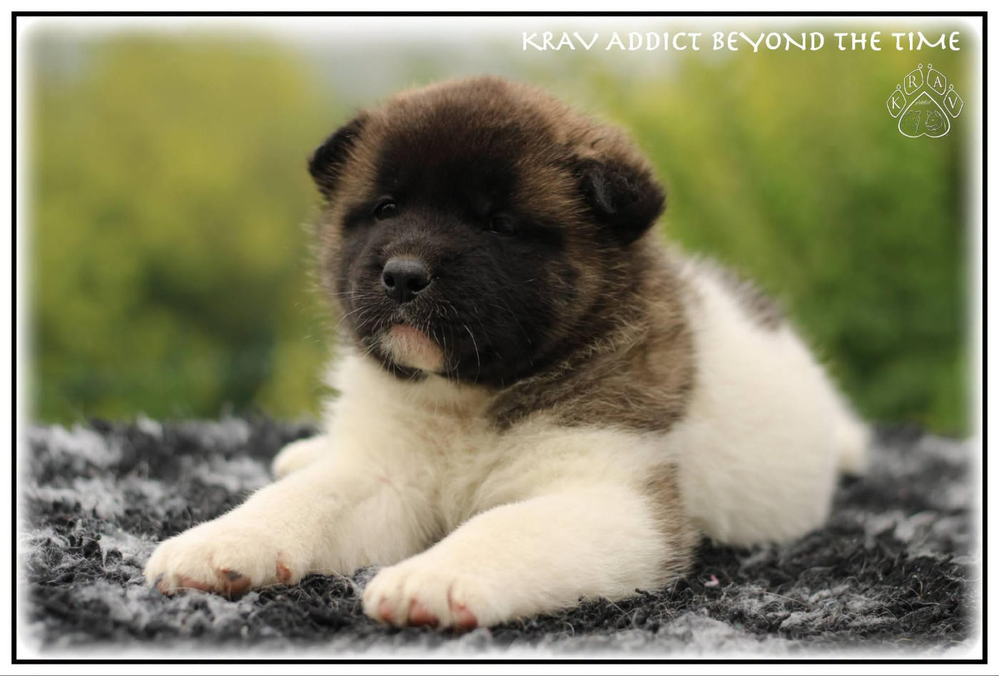 Krav Addict - Chiots disponibles - Akita americain